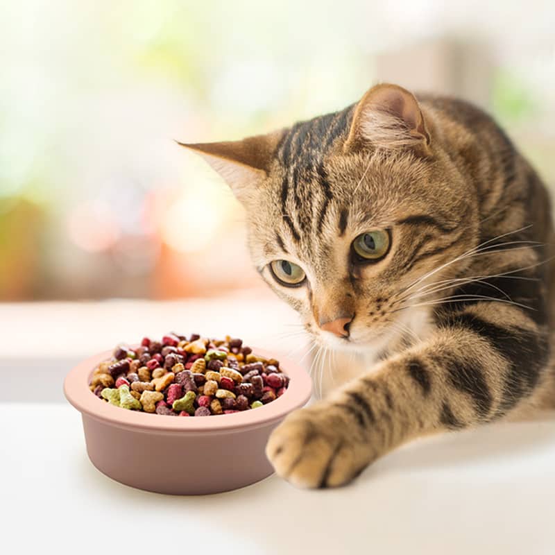 Alimentation par bol pour animaux de compagnie en caoutchouc de silicone personnalisé - Qu'est-ce que les produits en silicone utilisés dans l'industrie des animaux de compagnie - ZSR