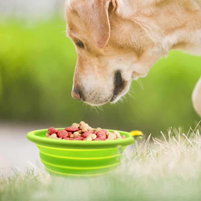 silicone dog bowl supply - Collapsible Silicone Dog Bowl - ZSR